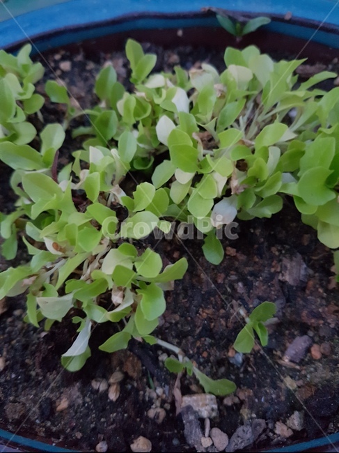 직접재배,옥상화분,미니화분,상추,새싹,식물,자연,plants,nature,채소,야채,vegetables