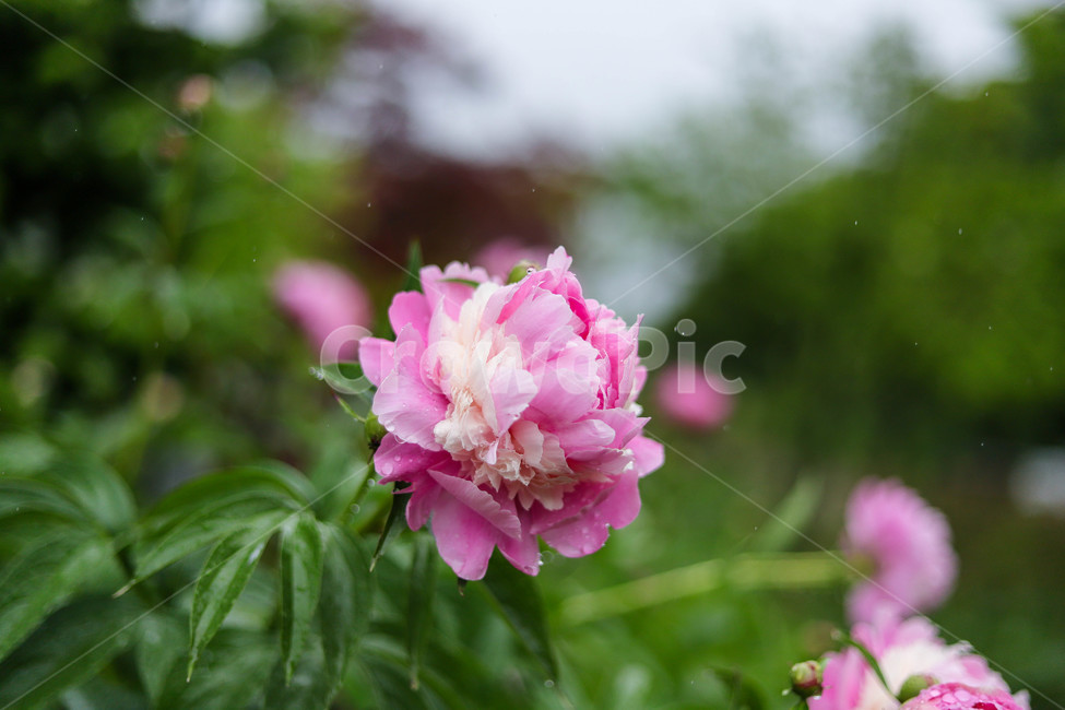 비오는날,꽃,봄,봄꽃,식물,spring,rainyday,beautiful,예쁜,자연,nature,봄날,배경,바탕
