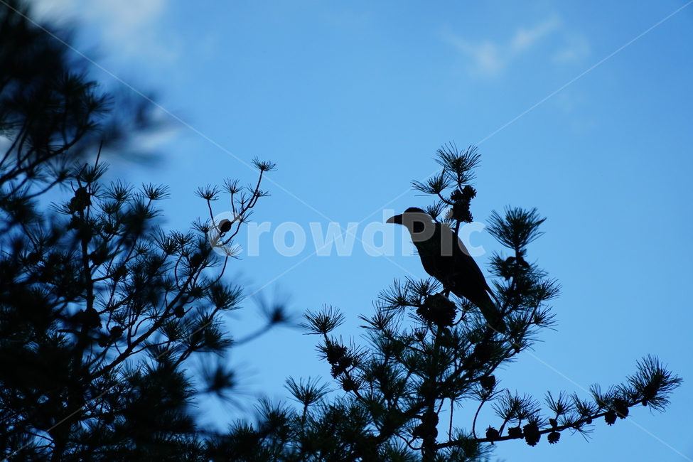 까마귀,동물,새,조류,하늘,구름,나무,나뭇가지,crow,raven,6월,june,tree,자연,nature,풍경,landscape,sky,cloud,blue,birds,animal,야생