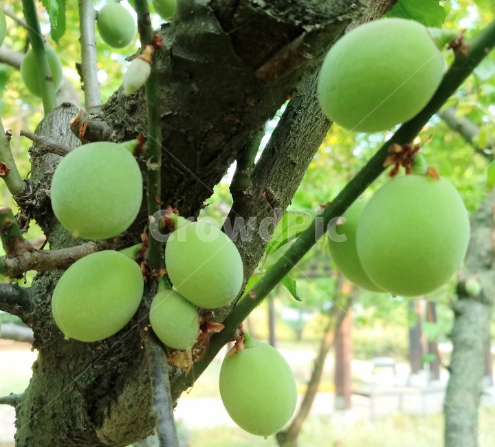 매실나무,과일,열매,매화나무,농산물,장미과,관상용,약용,과일,열매,fruit
