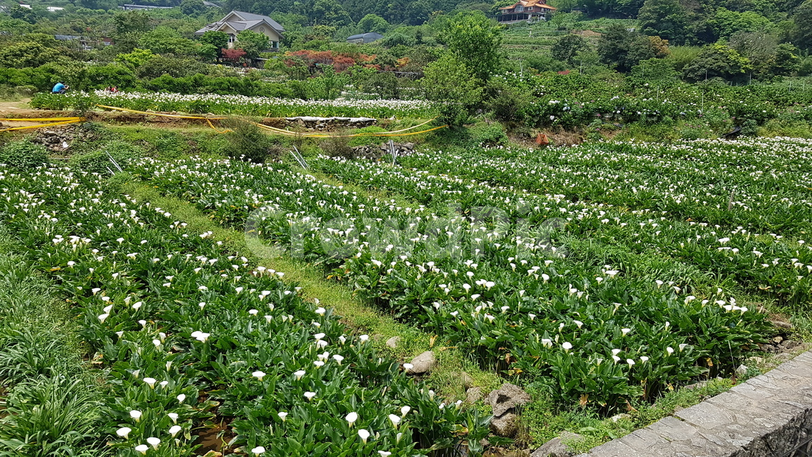 양명산,풍경,산,대만,꽃
