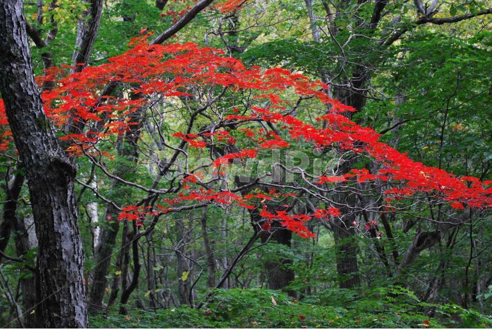 곰배령,단풍,곰배령단풍,가을곰배령,가을단풍,가을,계절,fall,autumn,season,식물,자연,plants,nature,나무,trees,wood,tree,plant,leaf,잎,maple,tree trunk,나무 줄기