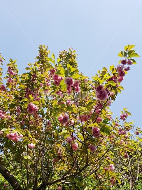 꽃,나무,식물,봄,plant,식물,자연,plants,nature