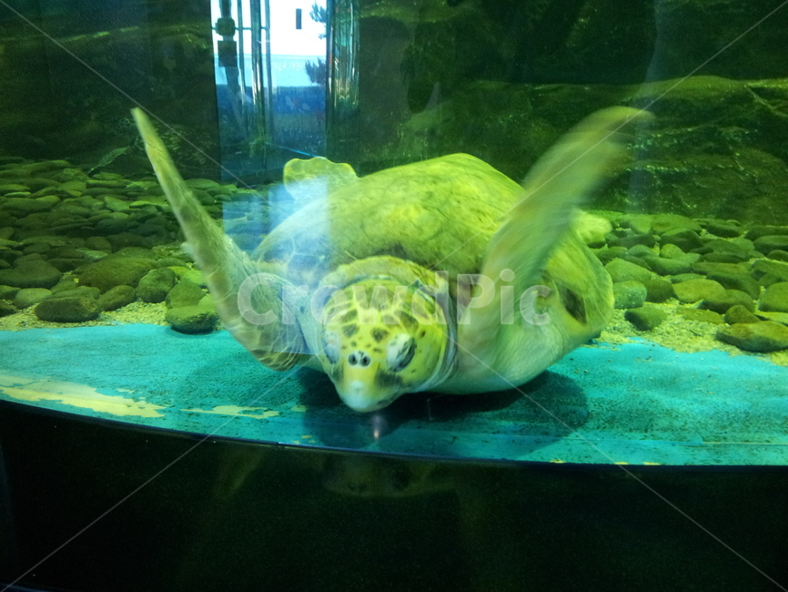 거북이,동물,이색동물,바다,장수동물,turtle,animal