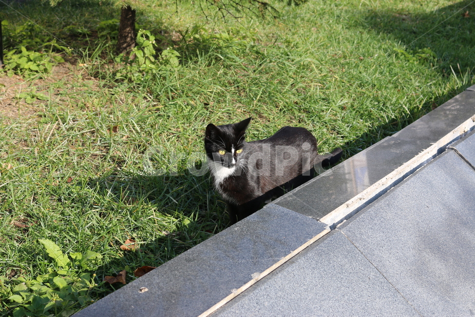 고양이,cat,길고양이,공원,park,동물,animal,포유류,mammal,고양이,cat,kitten,kitty