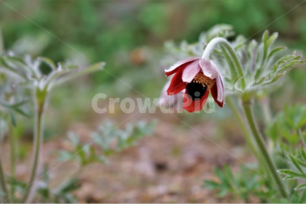 할미꽃,솜털,봄,봄꽃,자연,식물,꽃,plant,암술,수술,Pulsatillakoreana,한국특산,백두옹,독초,강장제,화왕계,여러해살이풀,미나리아재비과,쌍떡잎식물,흰털,할머니머리카락,흰머리,노인,꼬부랑,한방약재,할머니
