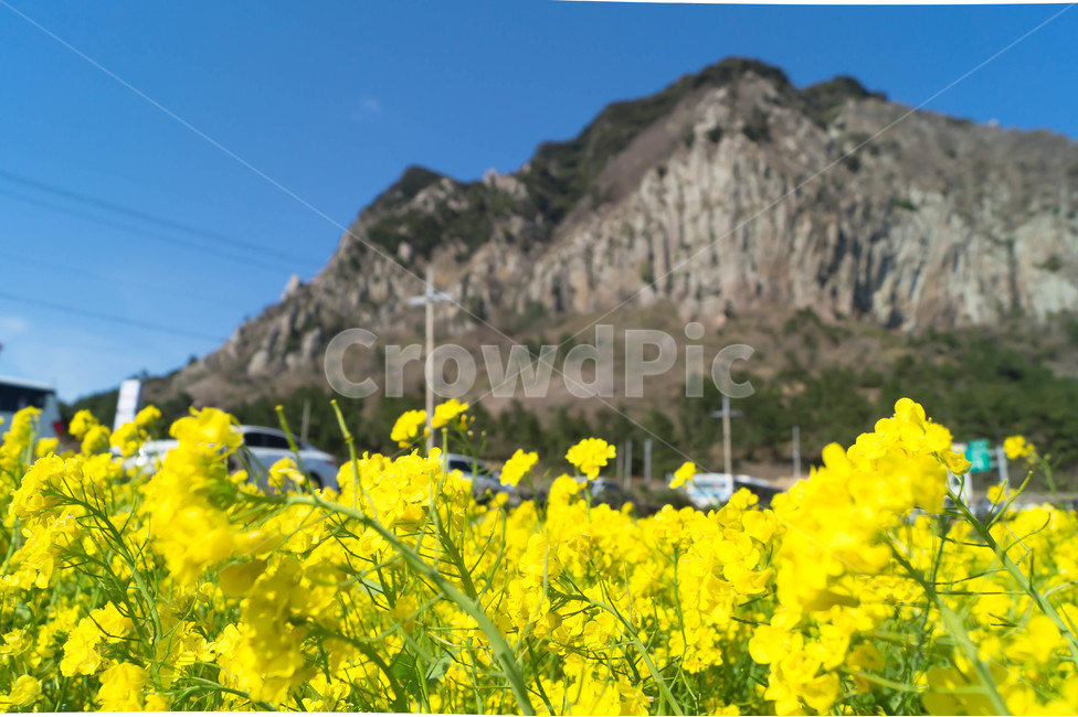 유채꽃,제주도,산방산,산방산유채꽃,풍경,봄,계절,spring,season,자연,풍경,nature,landscape,한국자연풍경,한국자연경관,korea nature landscape,제주도,jeju,jeju island,식물,plants,꽃,flower,grassland,목초지,outdoors,옥외,field,들,rural,농촌,meadow,farm,농장