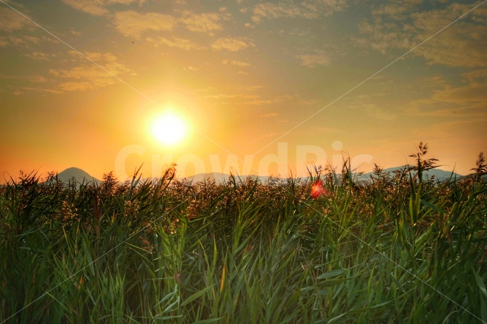 순천,갈대,저녁,노을,사진,여행,자연,풍경,nature,landscape,grass,잔디,plant,식물,light,빛,flare,플레어