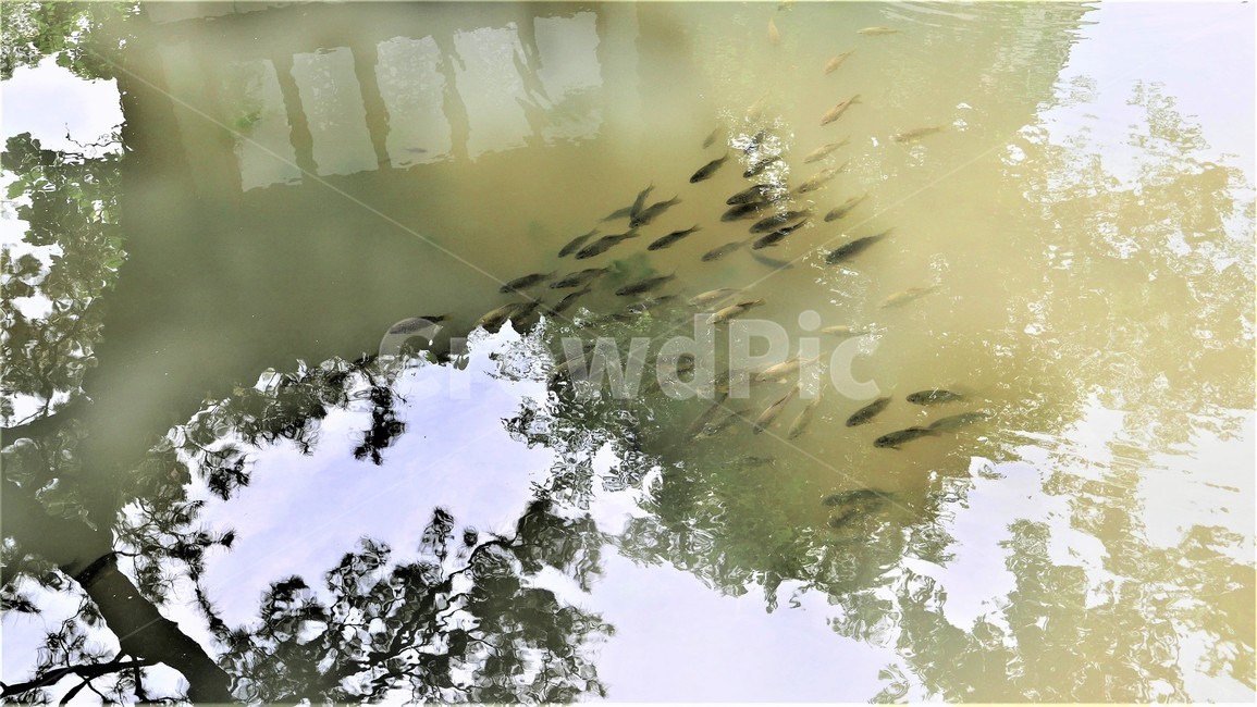 연못,물고기,그림자,자연,투영,동물,animal,어류,물고기,fish