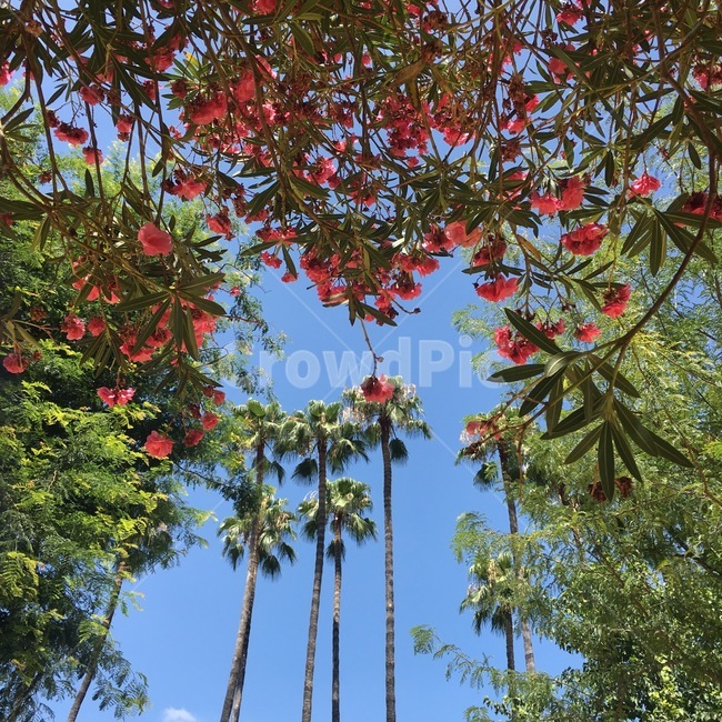 꽃,자연,나무,하늘,여름,자연,풍경,nature,landscape,tree,plant,식물,leaf,잎
