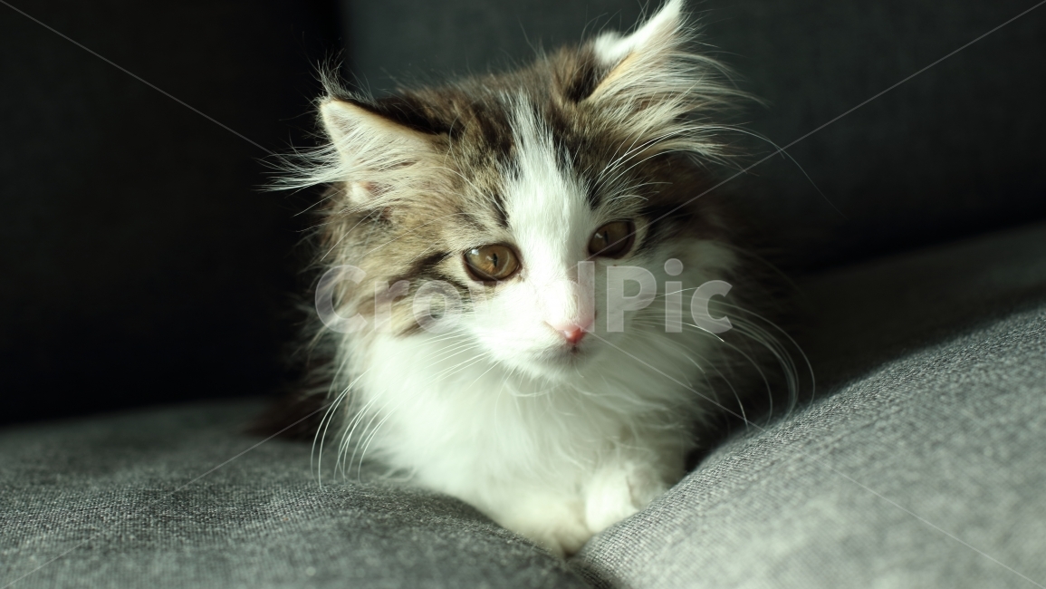 고양이,동물,아기고양이,노르웨이숲,냥이,애완동물,노르웨이숲고양이,동물,animal,포유류,mammal,고양이,cat,kitten,kitty