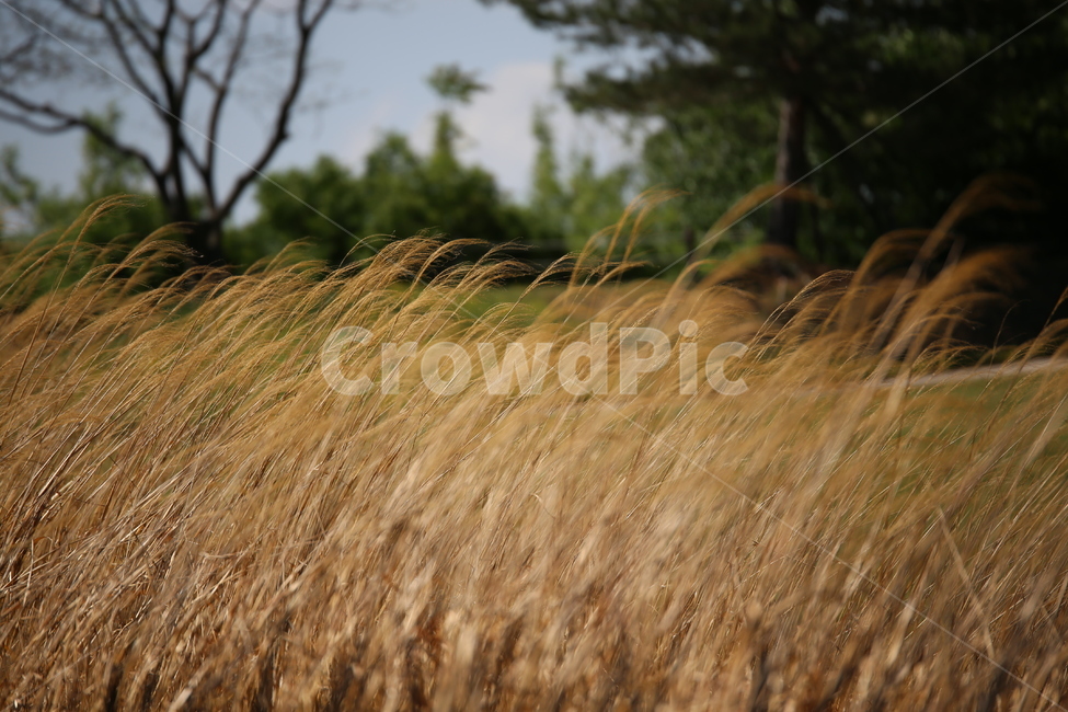 갈대,억새,감성,휴식,바람,wind