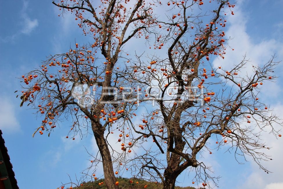 tree, fruit, 과일, 감, 감나무, 사진,이미지,일러스트,캘리그라피 - js atlas작가