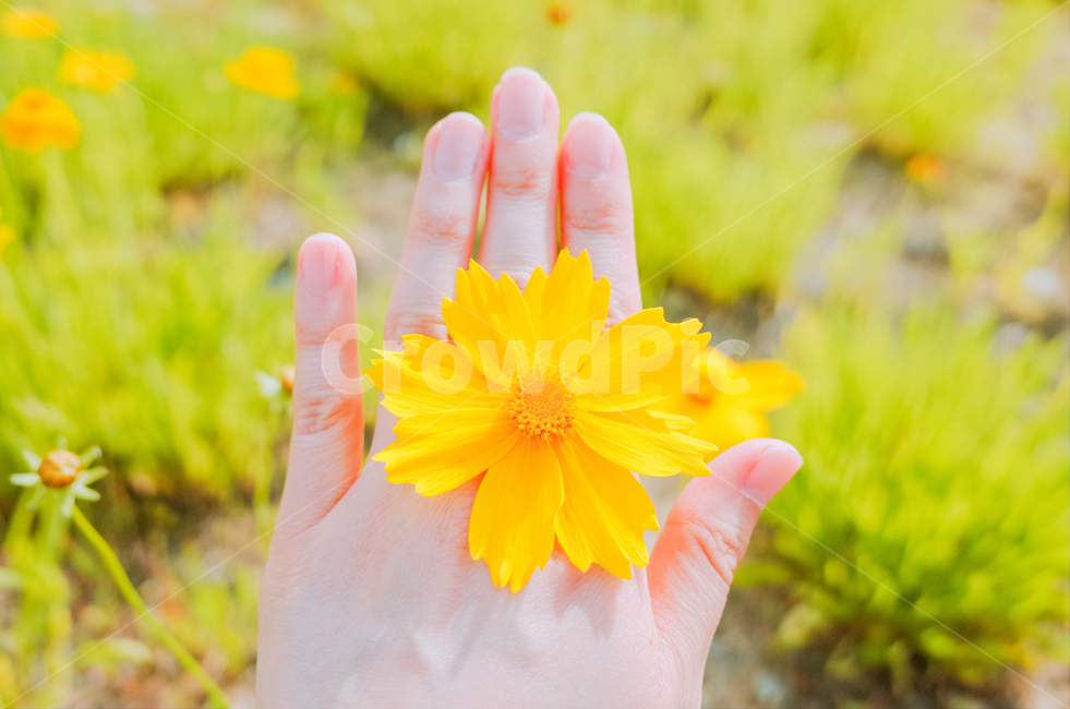 꽃반지,금계국,봄꽃,상큼한,밝은,손가락,감성사진,노란,꽃,flower,사람,인물,인간,human,person,신체일부,몸,body,감성,sensible,feeling,색깔,색상,색채,색감,color sense,color sensitivity,feeling of color