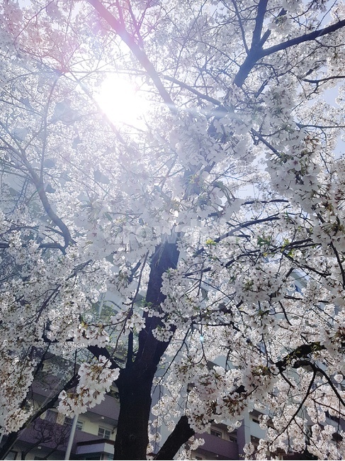 봄,벚꽃,나무,4월,꽃,봄,계절,spring,season,식물,자연,plants,nature,꽃,flower,나무,trees,wood,outdoors,옥외,ice,빙