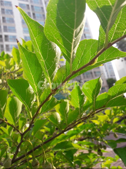 자연,초록,나무,잎사귀,물방울,식물,자연,plants,nature
