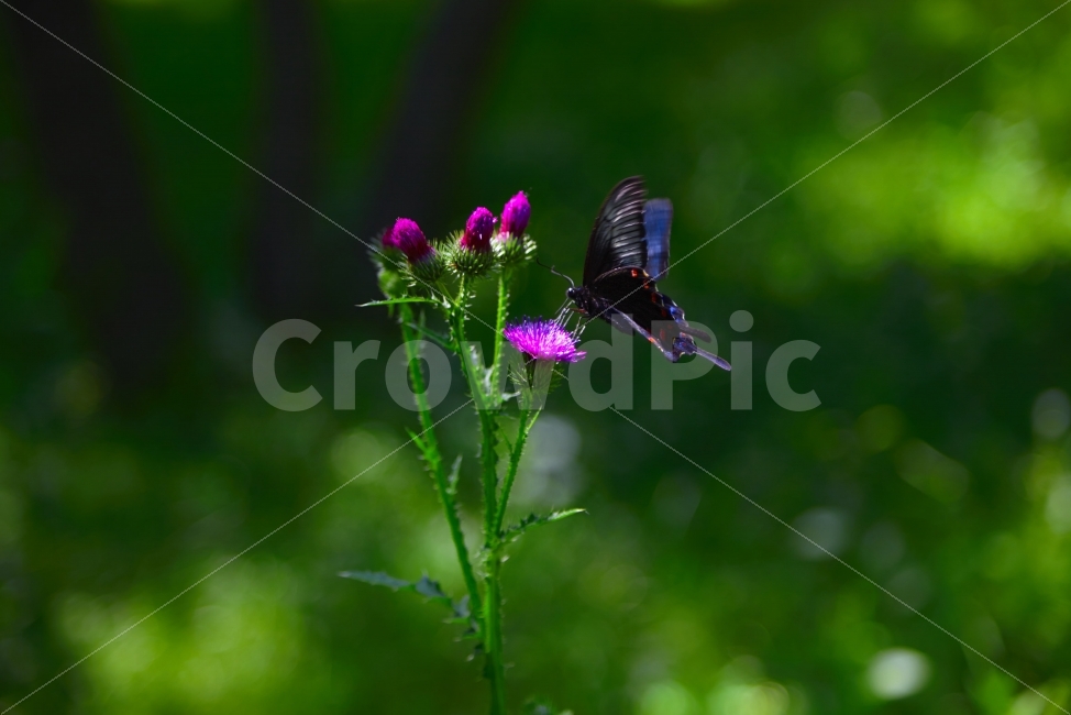 누끼,엉겅퀴,호랑나비,초록,꽃,야생화,청정,식물,자연,plants,nature,동물,animal,곤충,벌레,insect,bug,꽃,flower