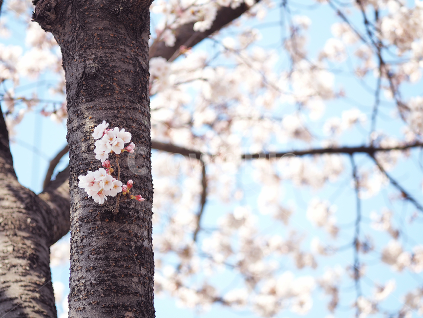봄,벚꽃,하늘,flower,blossom,plant,식물,꽃