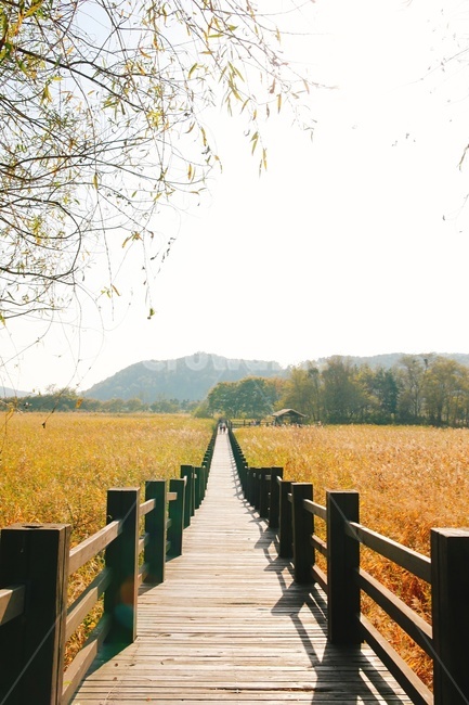 길,가을,풍경,갈대,숲,가을,계절,fall,autumn,season,자연,풍경,nature,landscape,railing,난간,boardwalk,산책로,building,건물,bridge,다리