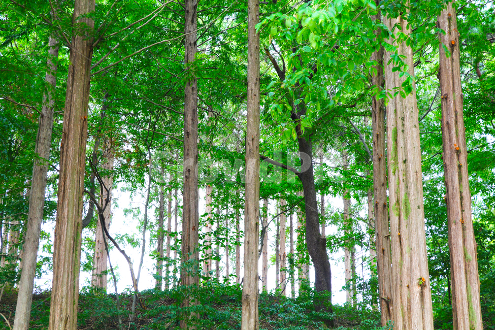 나무,나뭇잎,숲,수풀,산,산속,자연,풍경,nature,landscape,tree,plant,식물