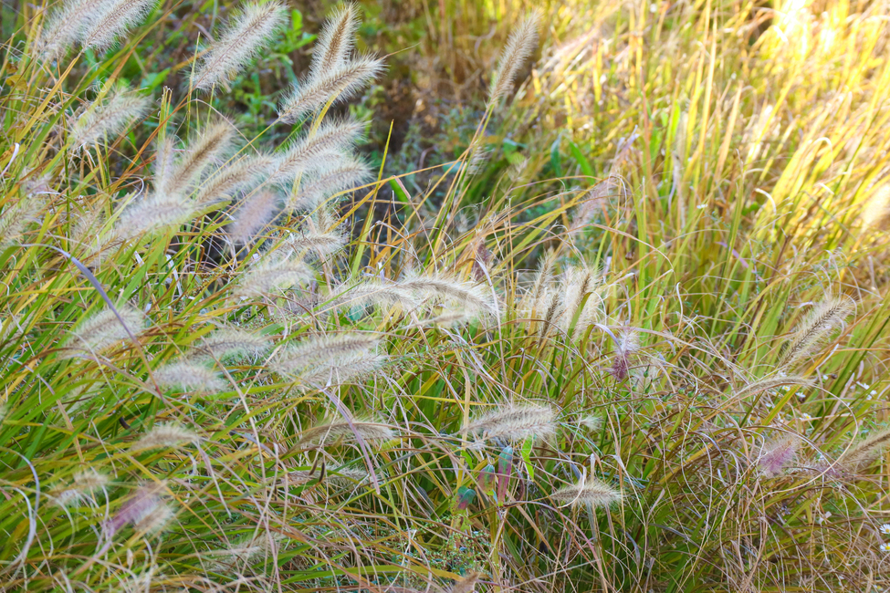 강아지풀,풀,가을,계절,식물,자연,풀밭,가을,계절,fall,autumn,season,식물,자연,plants,nature,grass,잔디,plant