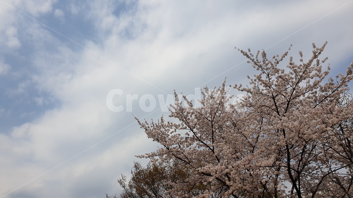 봄,벚꽃,하늘,사쿠라,따뜻함,봄,계절,spring,season,자연,풍경,nature,landscape,plant,식물,blossom,꽃,flower