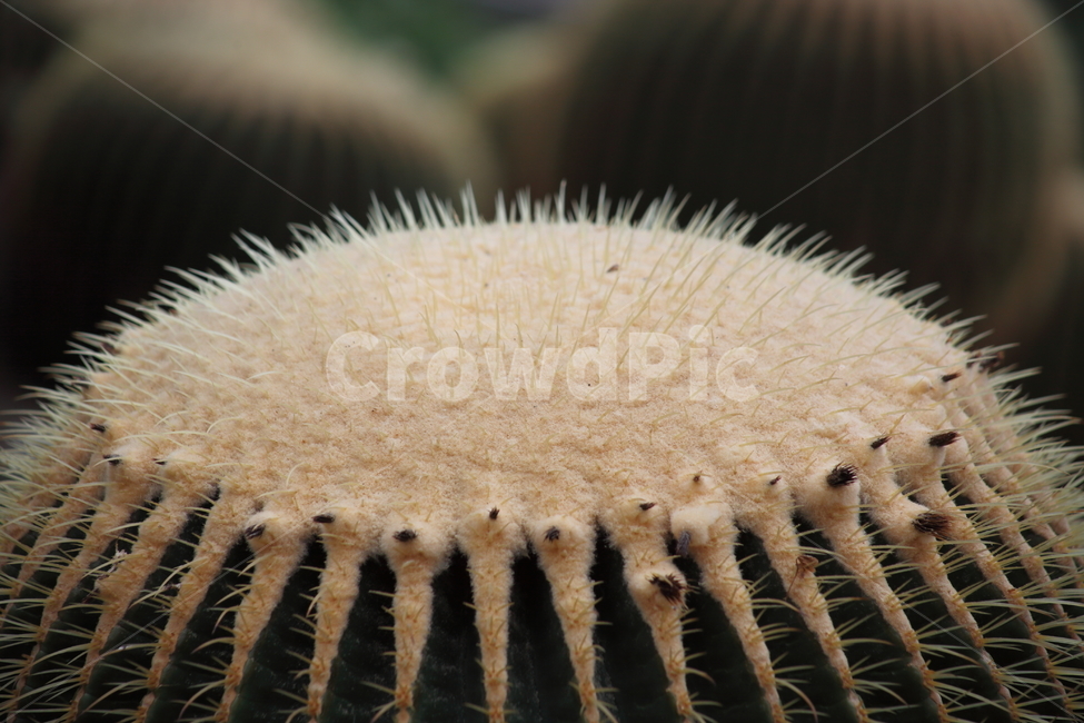 금호선인장,황금술통선인장,온실,goldenbarrelcactus,선인장,식물,자연,plants,nature