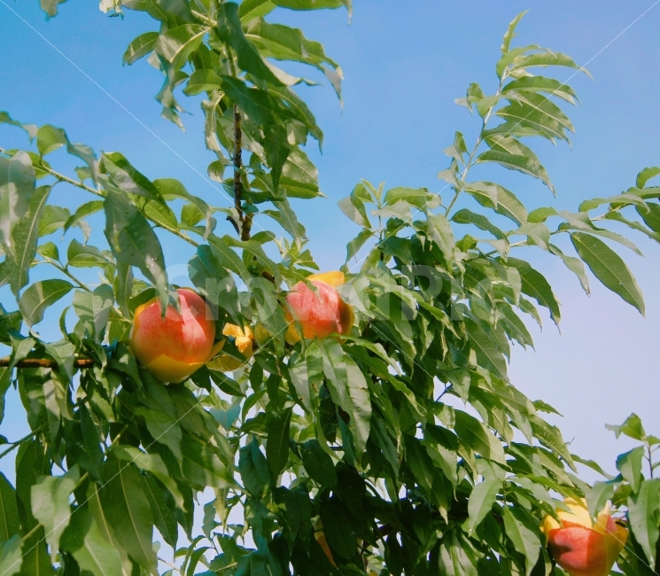 복숭아,복숭아사진,과수원,과수원사진,과일,과일사진,식물,자연,plants,nature,과일,열매,fruit