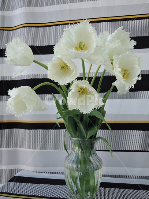 plant,식물,blossom,flower,꽃,flowerarrangement,꽃꽂이,백합,백합꽃,lily,봄,봄꽃,spring