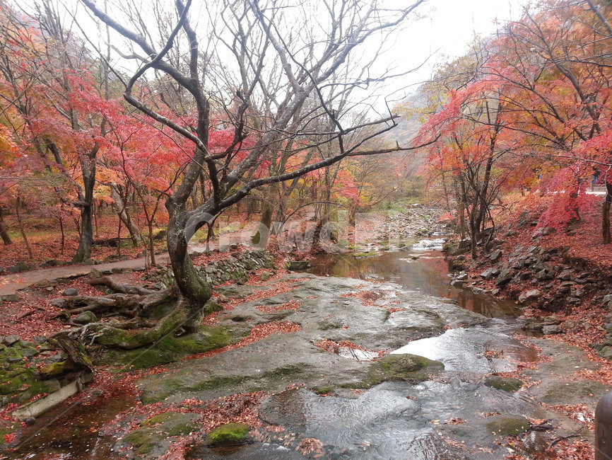단풍,계곡,내장산,가을,가을비,비,Koreafallfoliage,가을,계절,fall,autumn,season,자연,풍경,nature,landscape,leaf,잎,plant,식물,tree,나무,maple