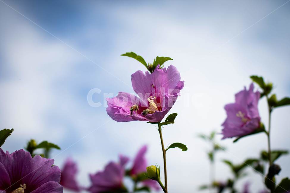 꽃,무궁화,우리나라꽃,식물,flower,무궁화꽃,국화,나무,삼일절,애국심,야생화,대한민국의상징,속씨식물,아욱과,나라꽃,씨앗,열매,꽃잎,붉은색,무궁화정신,쌍떡잎식물,근화,흰색,연분홍색,분홍색,단체수술,공원,조경,무궁화과,식물,자연,plants,nature,꽃,flower