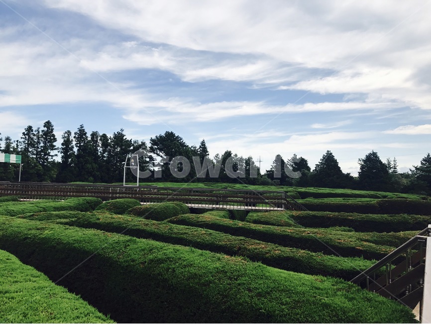 제주,jeju,미로,maze,공원,park