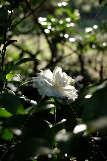 겨울,동백꽃,감성사진,감성,사진,꽃,flower,화이트,이쁜꽃,꽃사진,제주,제주사진,식물,자연,plants,nature,꽃,flower