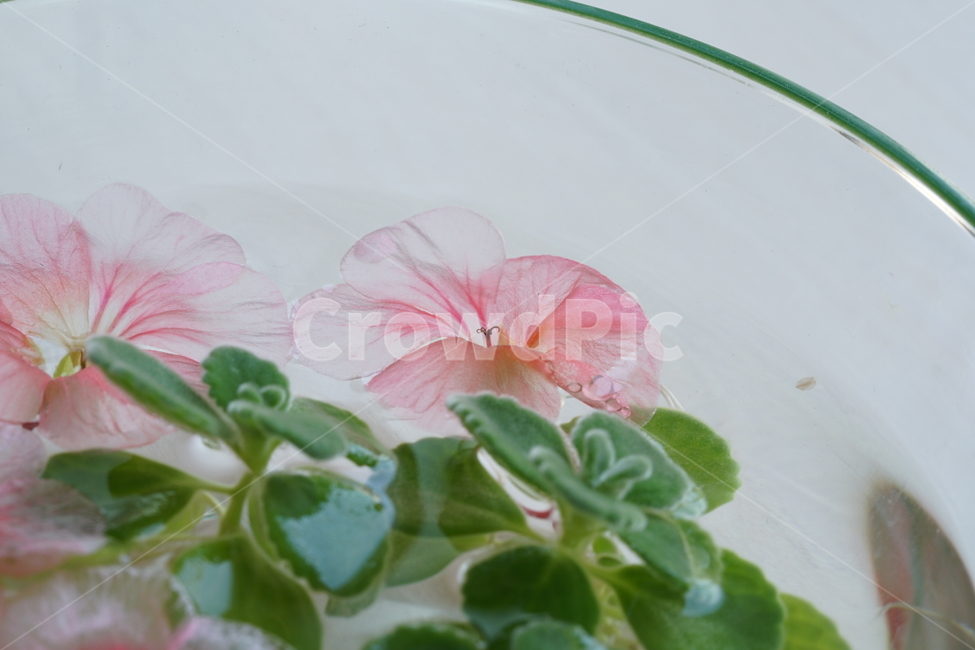 식물,분홍,핑크,플라워,생명,꽃,꽃잎,색감,감성,접사,flower,pink,컬러,식물,자연,plants,nature,꽃,flower