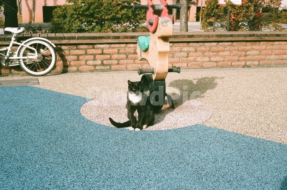 고양이,필름사진,햇살,나른함,오전,여유,아침,동물,animal,포유류,mammal,고양이,cat,kitten,kitty