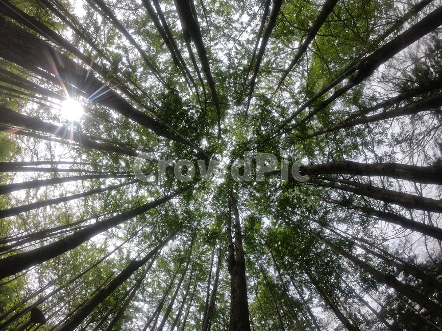 나무숲,나무하늘,나무,tree,plant