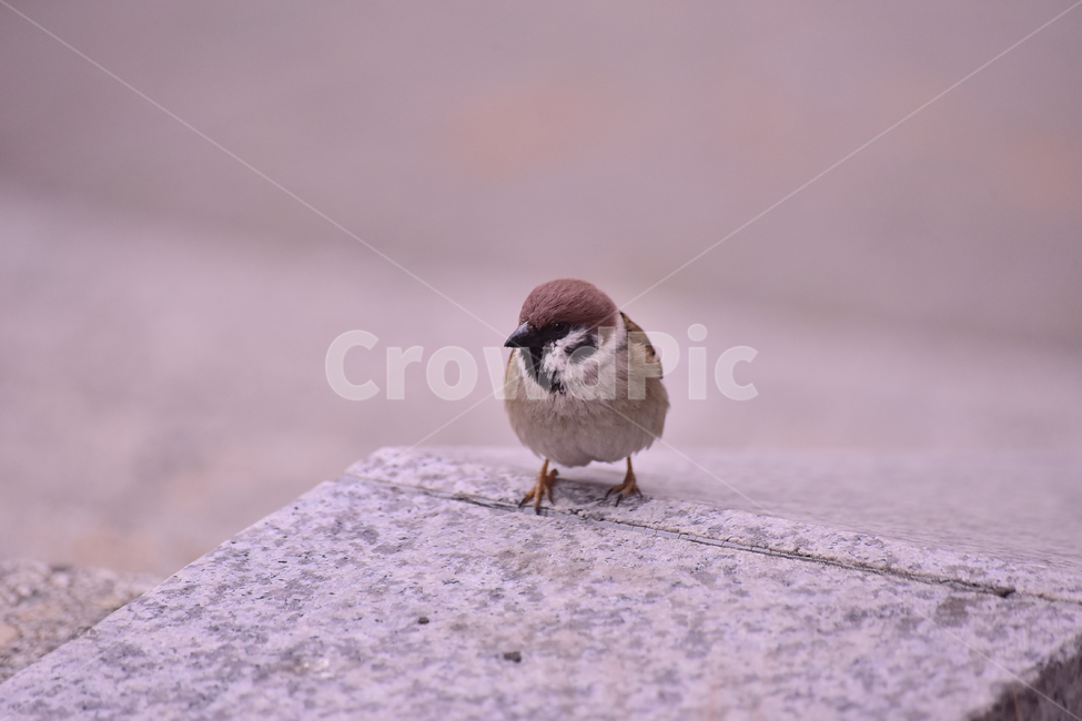 참새,새,조류,종물,애니멀,bird,animal,야외,옥외,아웃도어,백그라운드,배경,앉다,텃새,토종,한마리,동물,animal,조류,새,birds