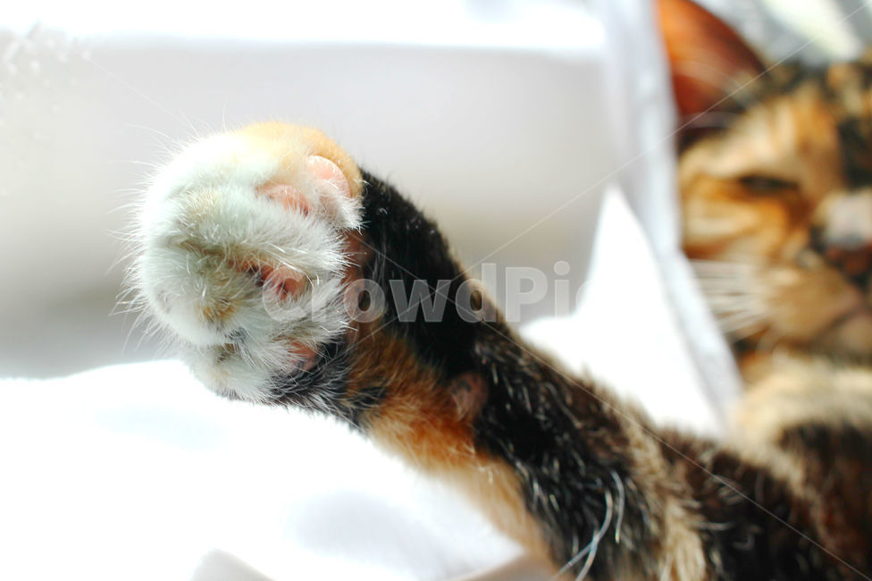 감성사진,고양이,반려동물,동물,감성,cat,반려묘,성묘,냥,animals,솜방망이,동물,animal,포유류,mammal,고양이,cat,kitten,kitty