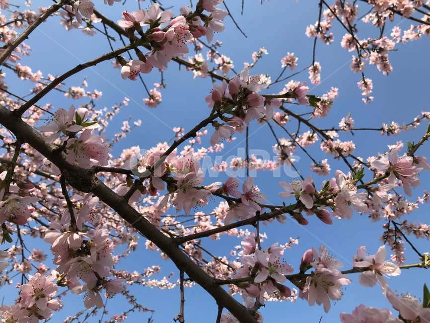 봄,벚꽃,꽃,사쿠라,spring,flower,season,cherry,pink,blossom,nature,blooming,branch,beautiful,sky,sakura,garden,tree,blue,하늘,자연,풍경,봄꽃,파랑,파란하늘,분홍