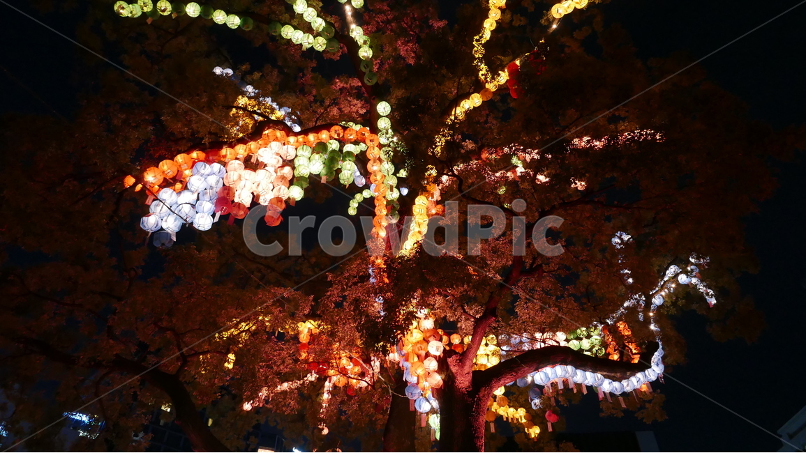 조계사,등불,등,오색등,화려함,야경,밤,풍경,nightscape,night,landscape,종교,신앙,religion,belief,faith,festival,제전,crowd,군중,plant,식물