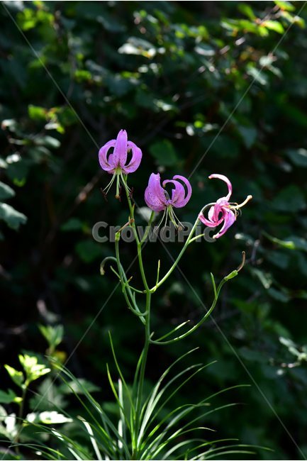 솔나리,야생화,식물,꽃,자연,여름,생태,힐링,플라워,wildflower,flower,plants,nature,season,감성,느낌,emotion,feeling,백합목,백합과,백합속,분홍색,여러해살이풀,식물,자연,plants,nature,꽃,flower