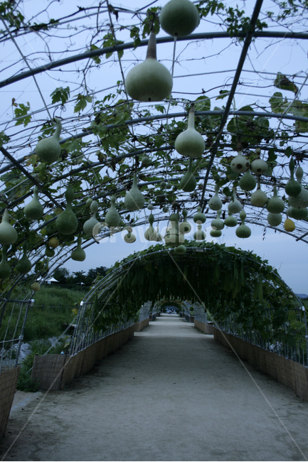식물,plants,nature,호박,넝쿨,길,공원,식물,자연,plants,nature,채소,야채,vegetables