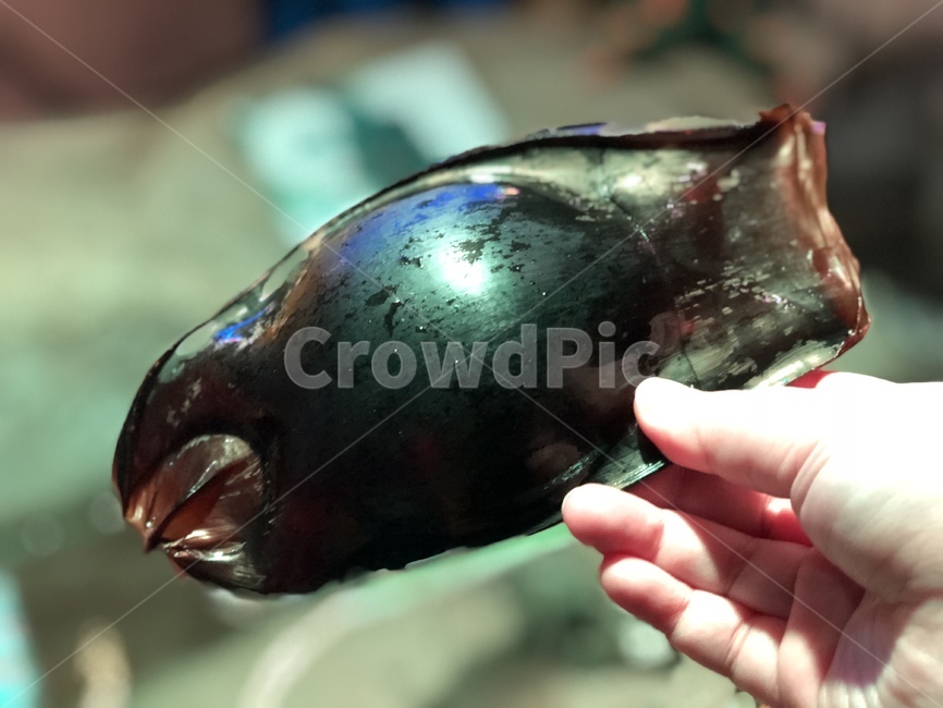 상어알,야생의,자연,shark,shark’segg