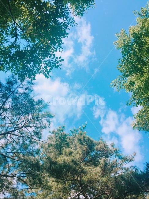 강릉,솔향수목원,하늘,소나무,소풍,자연,풍경,nature,landscape,tree,나무,plant,식물
