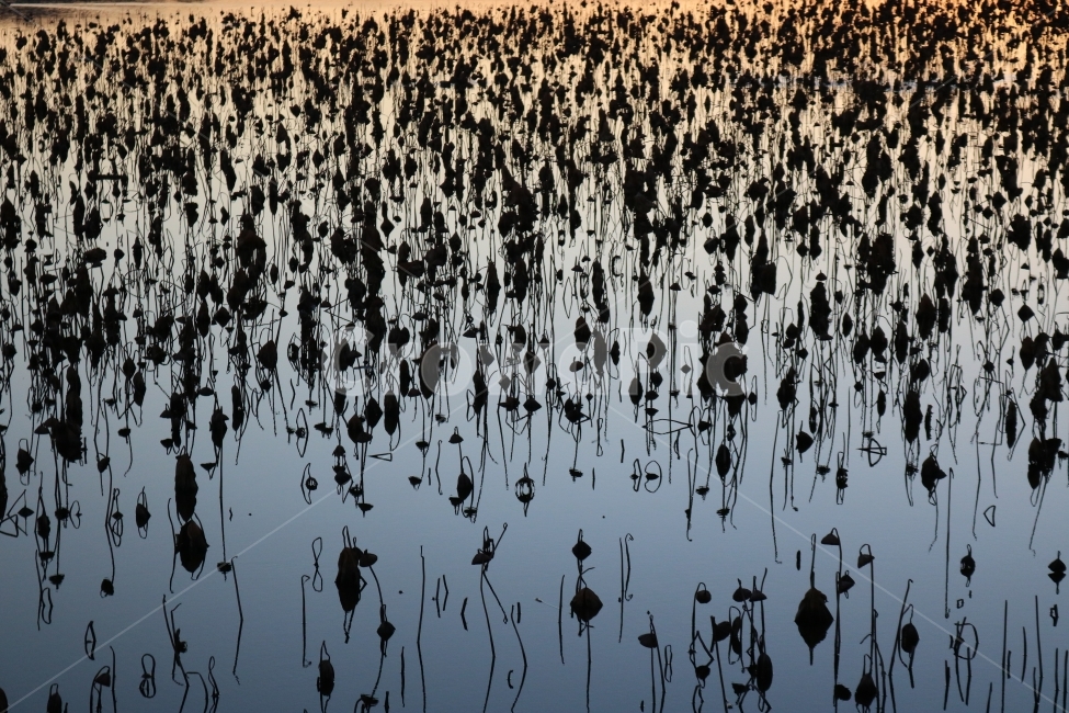 청도,혼신지,해질녘,노을,연꽃,자연,풍경,nature,landscape