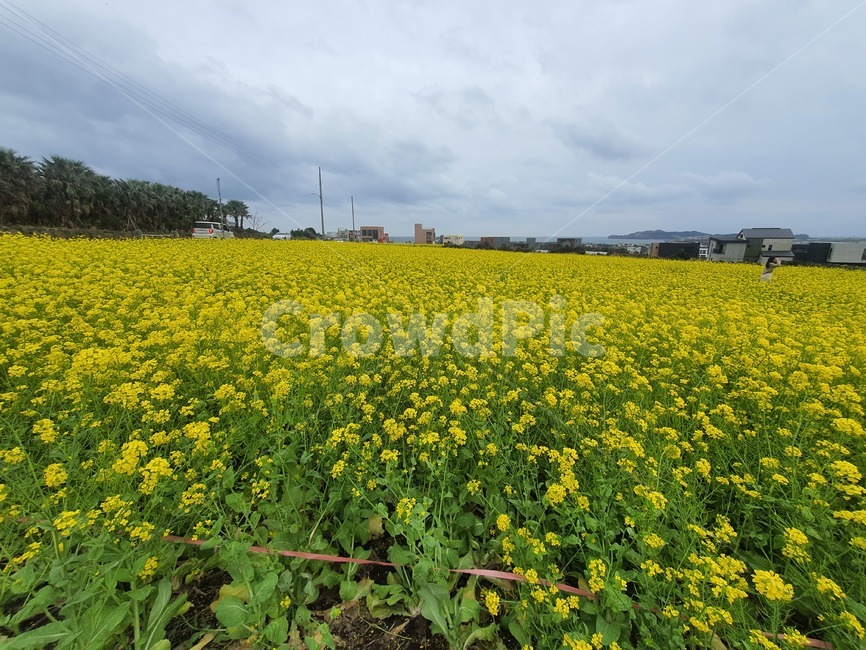 유채꽃,제주,산방산,jeju,flower,꽃,자연,풍경,nature,landscape