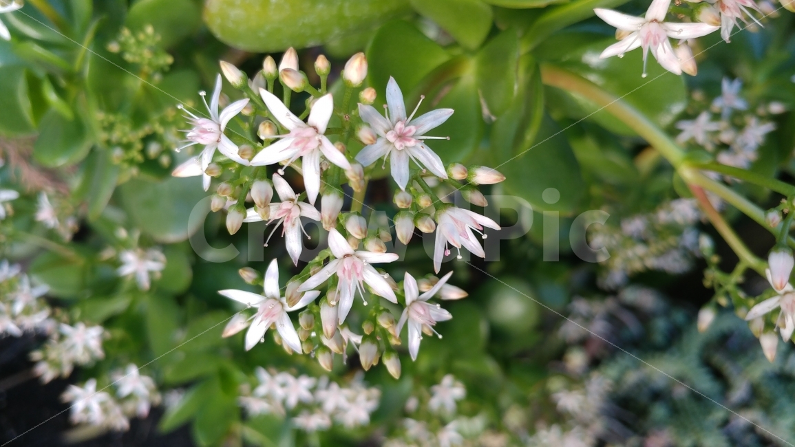 다육이꽃,별같은꽃,정원,뒷마당,succulent,succulentflower,backyard,gardenfun,식물,자연,plants,nature,꽃,flower