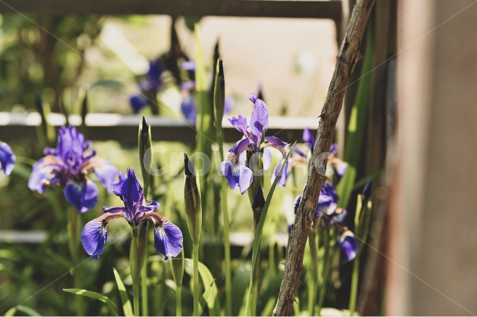 봄,꽃,보라색,보라보라,감성,고양이,식물,자연,plants,nature,꽃,flower
