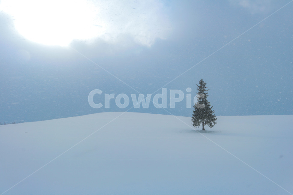 비에이,크리스마스트리,삿포로,겨울,계절,나무,첫눈,눈,감성,풍경,일본,자연,폭설,눈보라,훗카이도,biei,겨울,계절,winter,season