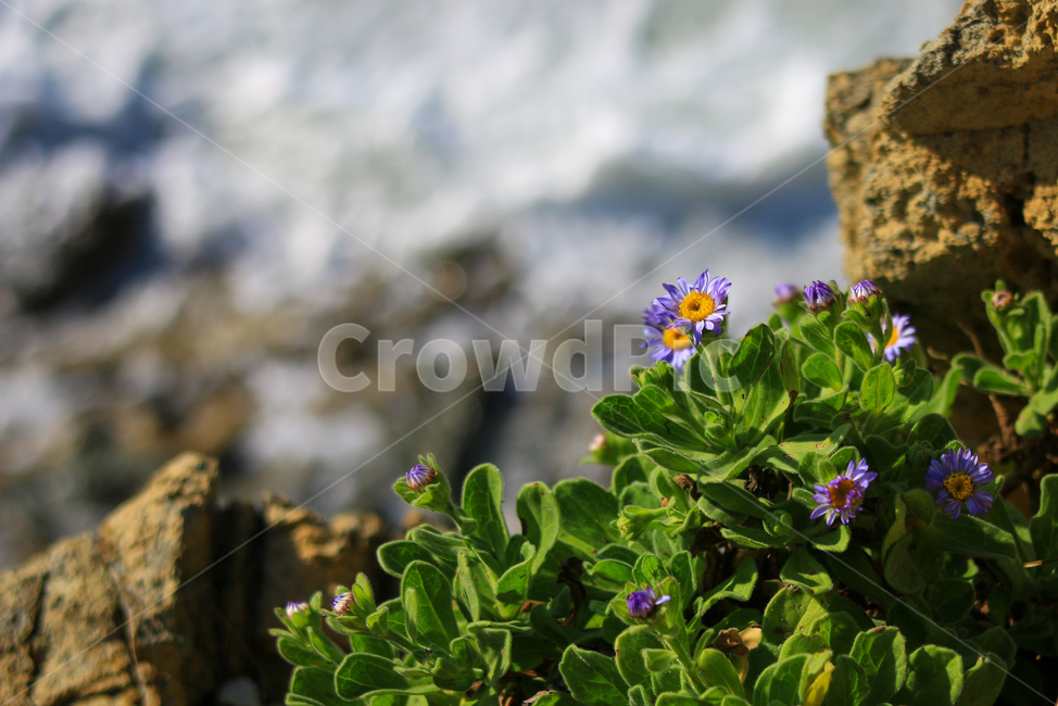 식물,꽃,flower,해국,바다,식물,자연,plants,nature,꽃,flower